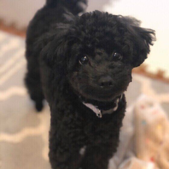 トイ・プードルのおめめウルウル