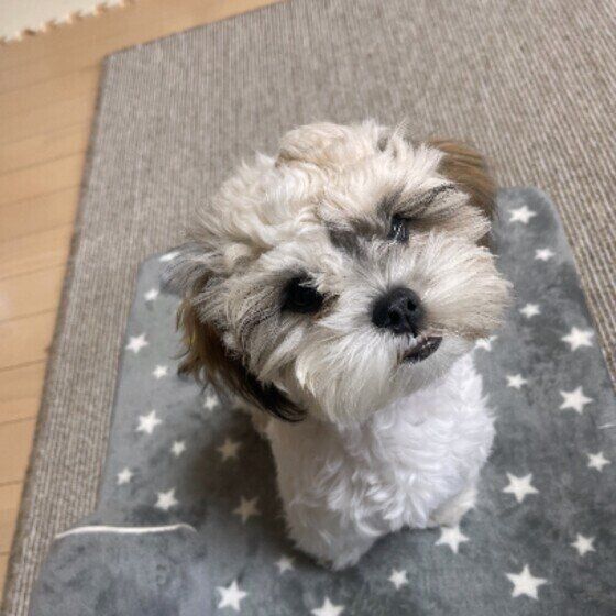 首をかしげるおもちちゃん