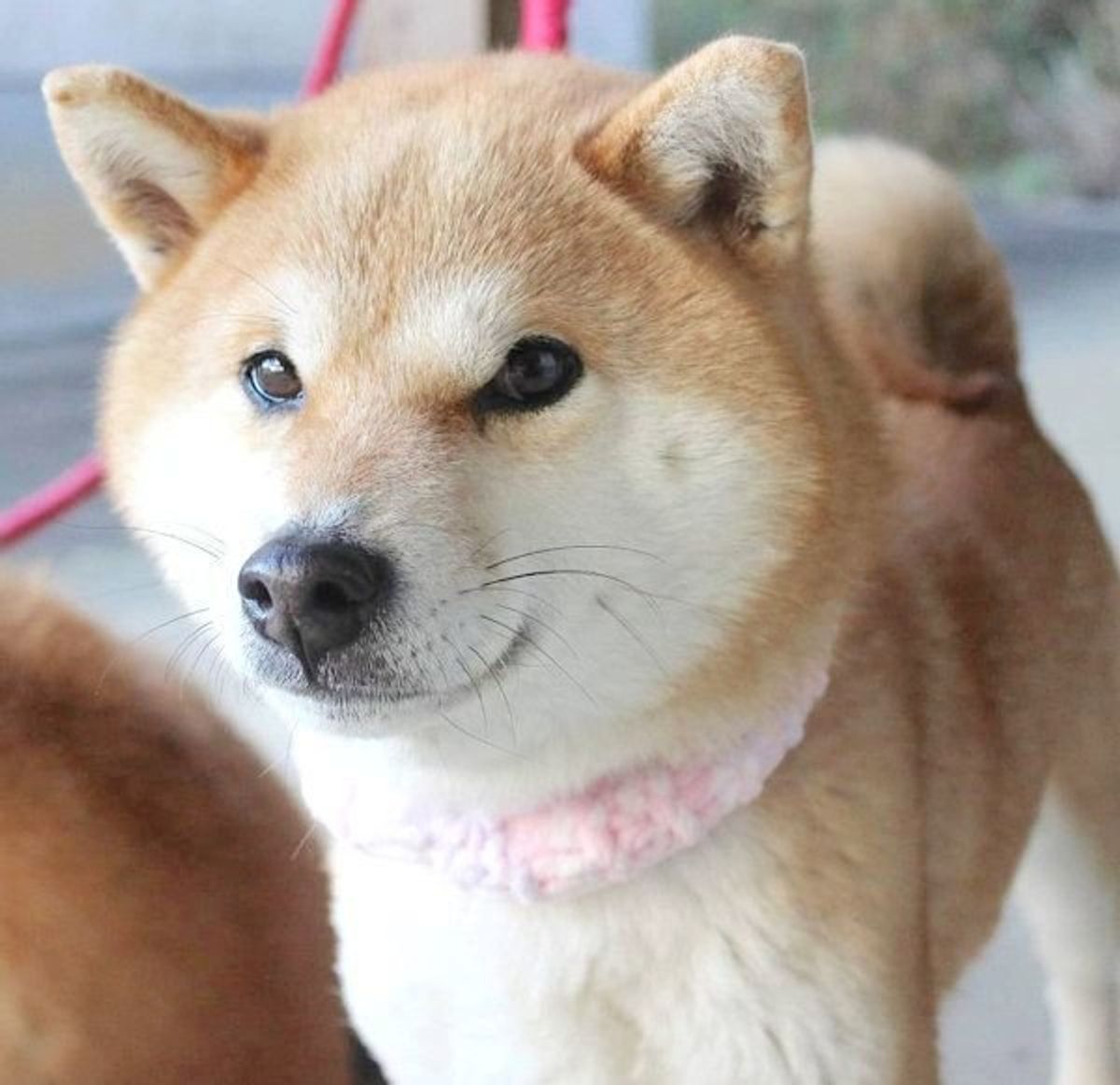 犬 だよね 猫化 が止まらない柴犬ちゃんの姿とは いぬのきもちweb Magazine 犬 だよね 猫化 が止まらない柴犬ちゃんの姿とは いぬのきもちweb Magazine