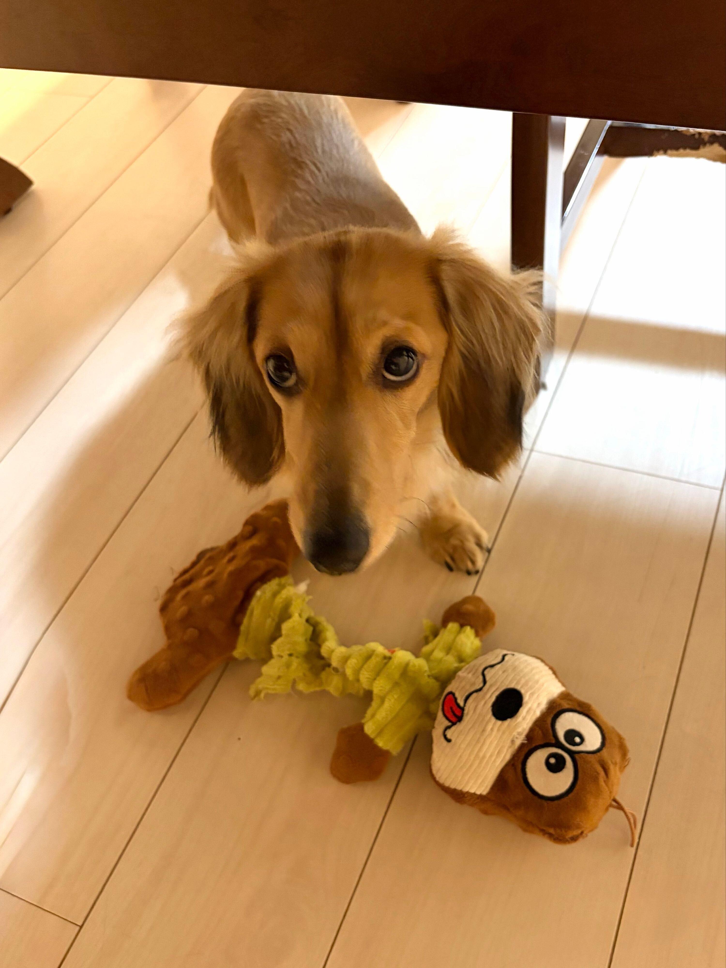 「遊ぼう」と飼い主さんを誘っている様子のダックスフンド