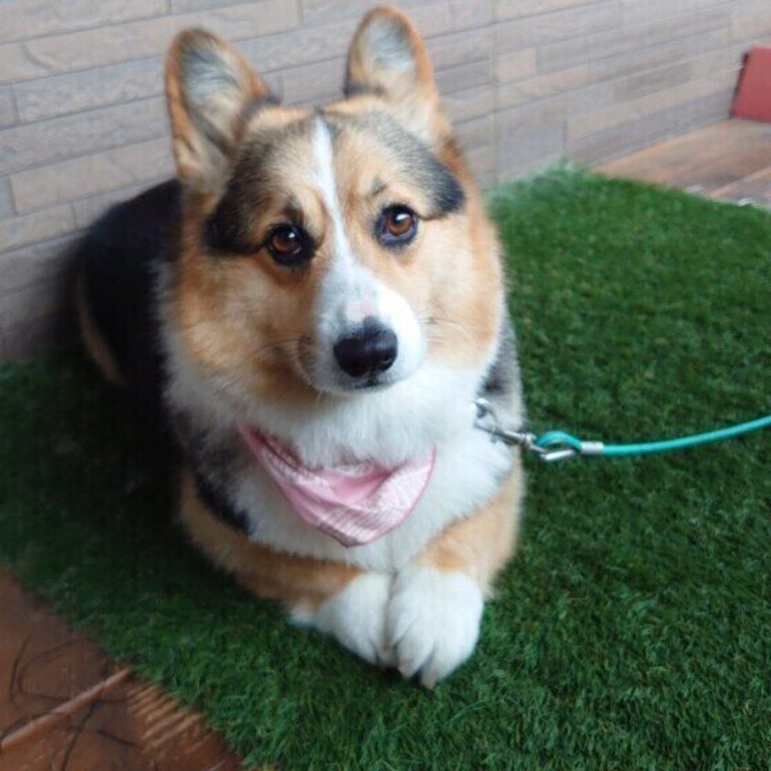 食べ物の名前も人気 21年人気名前ランキング メス犬部門 いぬのきもちweb Magazine 食べ物の名前も人気 21年人気名前ランキング メス犬部門 いぬのきもちweb Magazine