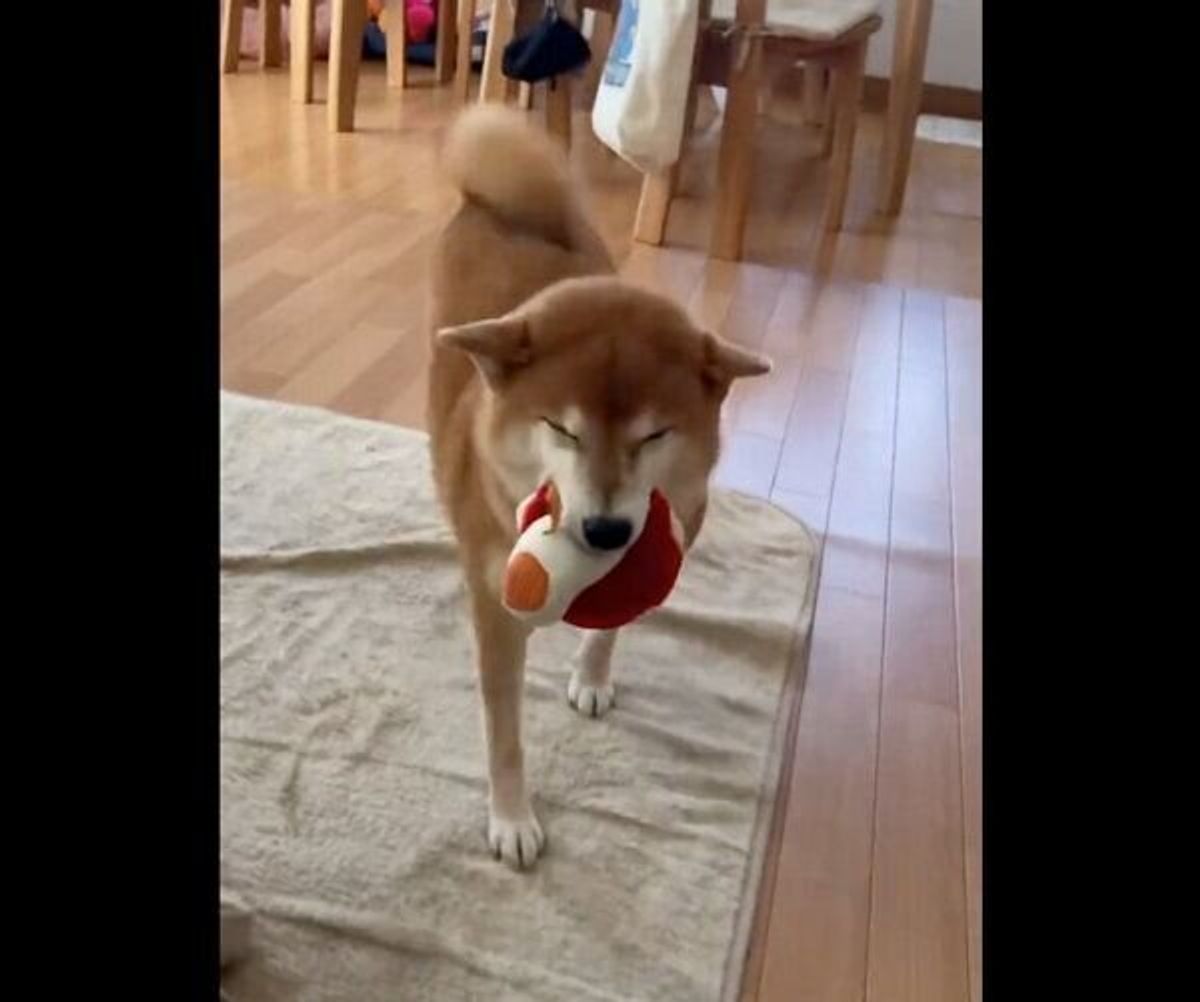 2階から降りてきた飼い主を見て大喜びする犬 一日に何度も訪れる感動の再会 にほっこり いぬのきもちweb Magazine 2階から降りてきた飼い主を見て大喜びする犬 一日に何度も訪れる感動の再会 にほっこり いぬのきもちweb Magazine