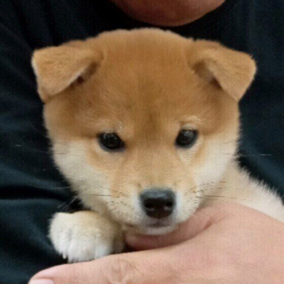 犬の片耳だけが垂れているときに気を付けること いぬのきもち