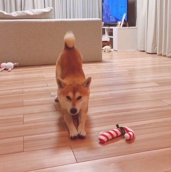 伸びている柴犬のハルくん