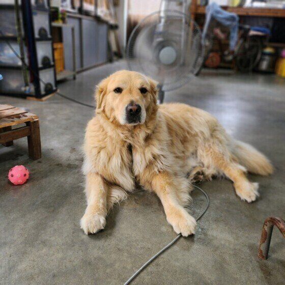 犬が暑がる仕草とは？ 犬の「暑いよ」サインに気がついて熱中症を予防しよう いぬのきもち