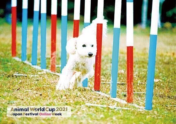 犬の障害物競争「アジリティ」