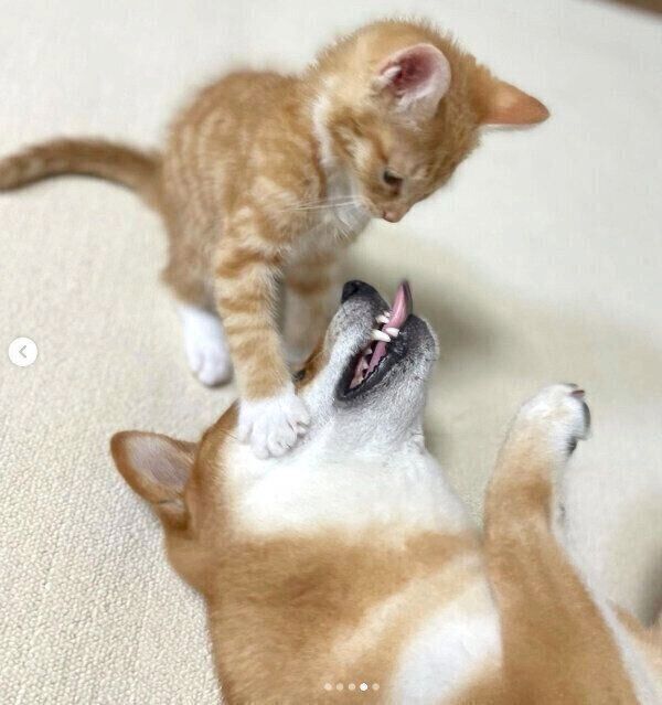 仲良しなぷくちゃん、りんくん