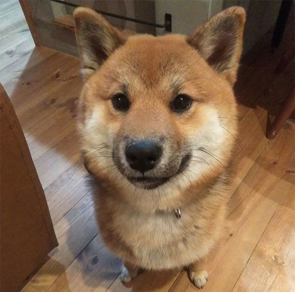 見つめるおにぎりちゃん