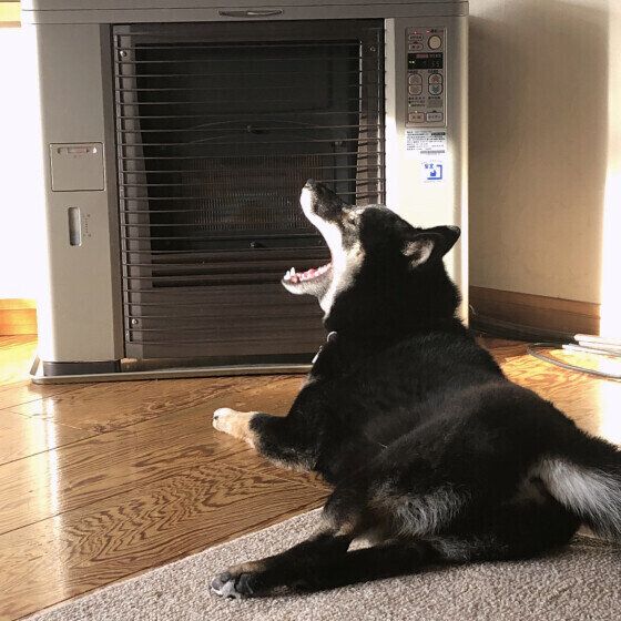 ストーブの前でくつろぐ柴犬