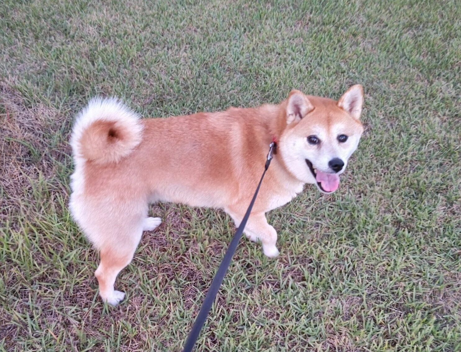 散歩を楽しむモナカちゃん