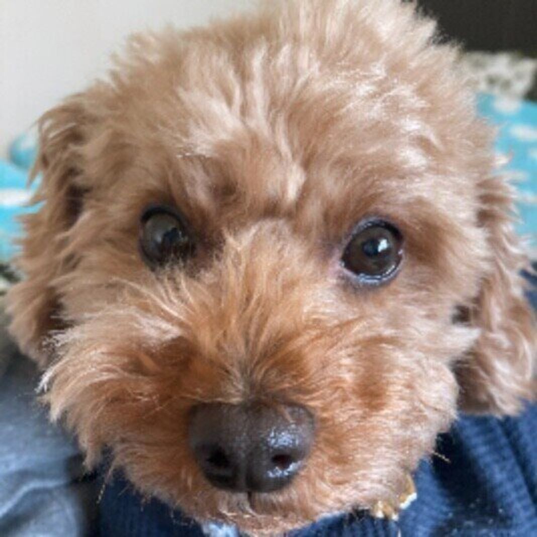 獣医師監修 犬に牛乳を与えるときは注意が必要 犬用ミルクとの違いは いぬのきもちweb Magazine 獣医師監修 犬に牛乳を与えるときは注意が必要 犬用ミルクとの違いは いぬのきもちweb Magazine