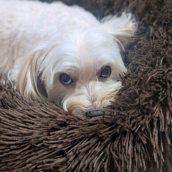 Max  Ｍｉｘ（雑種）小型犬