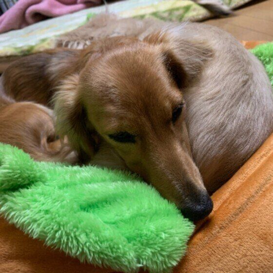 ダックスフンド　くっつく
