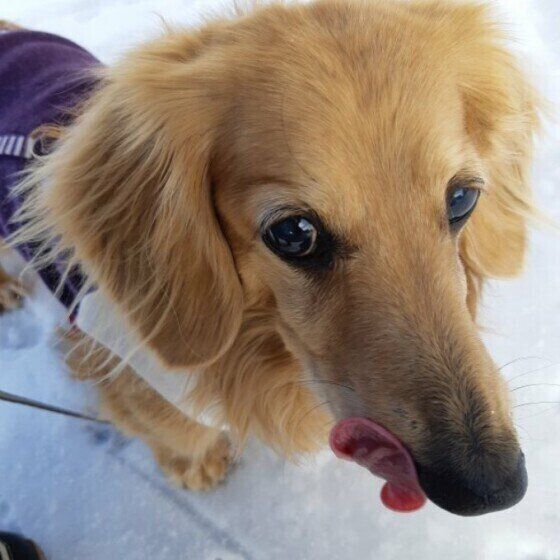 散歩中のダックスフンド