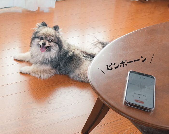 チャイムの音と犬