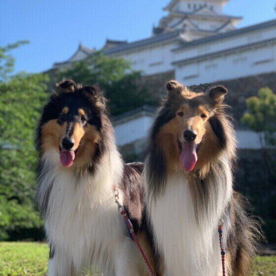 ラフ・コリーのエディちゃんとシンバちゃん