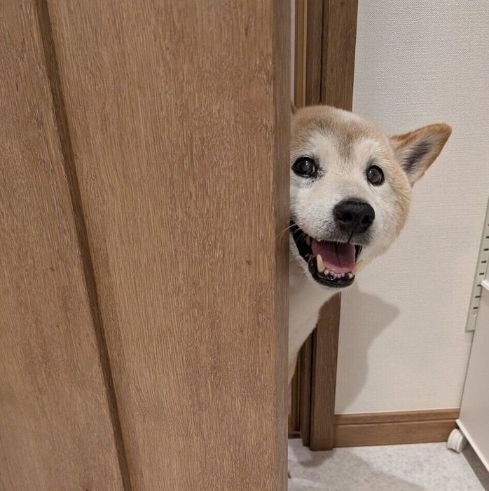脱衣所のドアから中をのぞく笑顔の愛犬