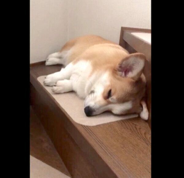 思わぬ場所 でふて寝していたコーギー 理由を聞くと さらに愛おしくなる いぬのきもちweb Magazine