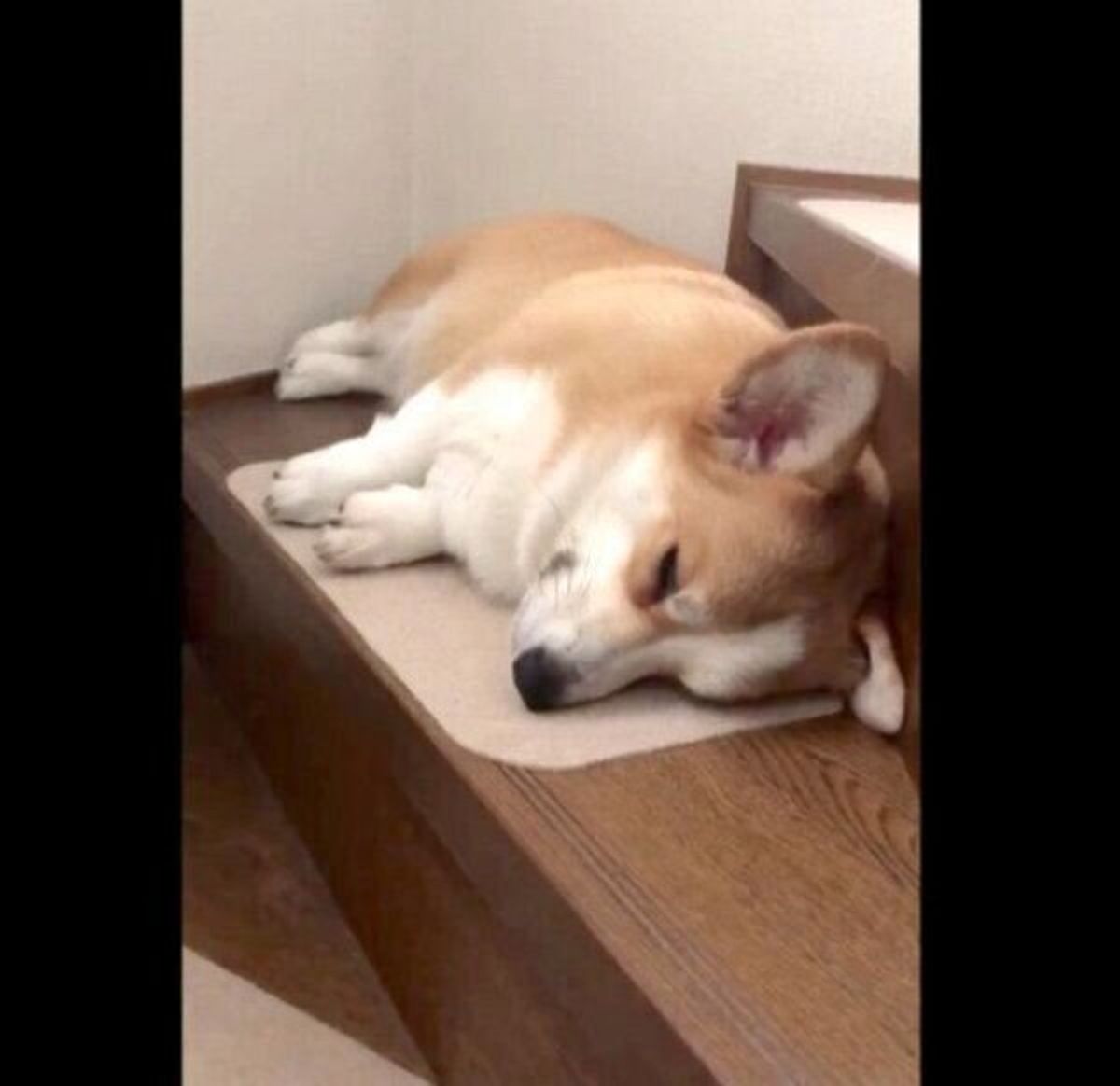 思わぬ場所 でふて寝していたコーギー 理由を聞くと さらに愛おしくなる いぬのきもちweb Magazine 思わぬ場所 でふて寝していたコーギー 理由を聞くと さらに愛おしくなる いぬのきもちweb Magazine