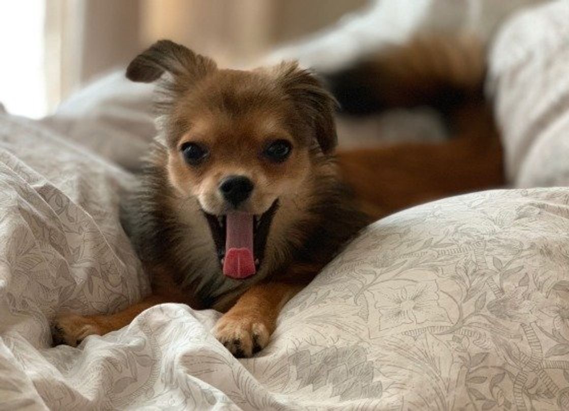 飼い主さんのあくびがうつることも 犬のあくびの意外な理由 いぬのきもちweb Magazine 飼い主さんのあくびがうつることも 犬のあくびの意外な理由 いぬのきもちweb Magazine