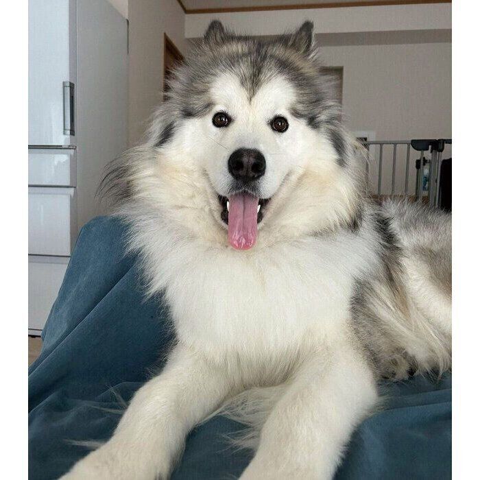 飼い主さんと目を合わせたときのフブキくん。