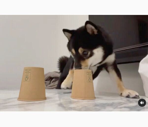 「シャッフルゲーム」に挑戦するまろくん