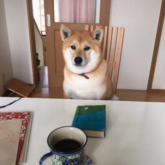 柴犬のももちゃん