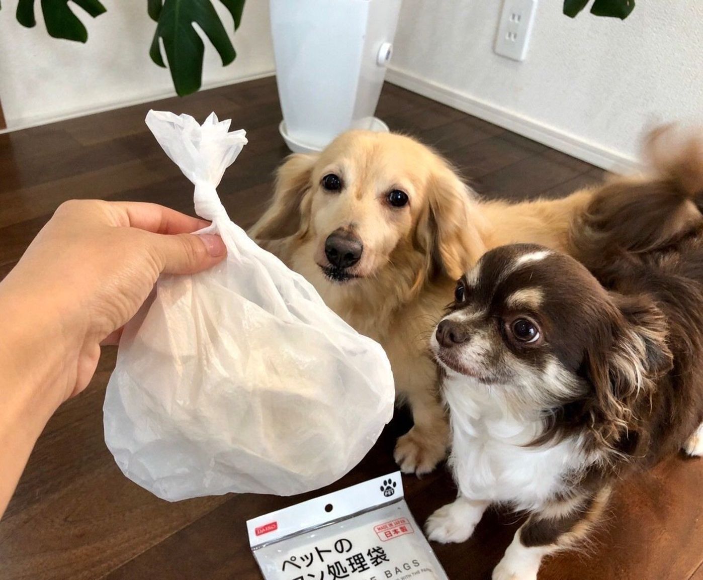 愛犬のお散歩に ダイソー ペットのフン処理袋 使ってみた いぬのきもちweb Magazine 愛犬のお散歩に ダイソー ペットのフン処理袋 使ってみた いぬのきもちweb Magazine