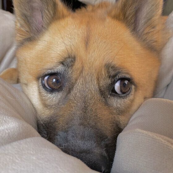 目線がかわいい茶豆ちゃん