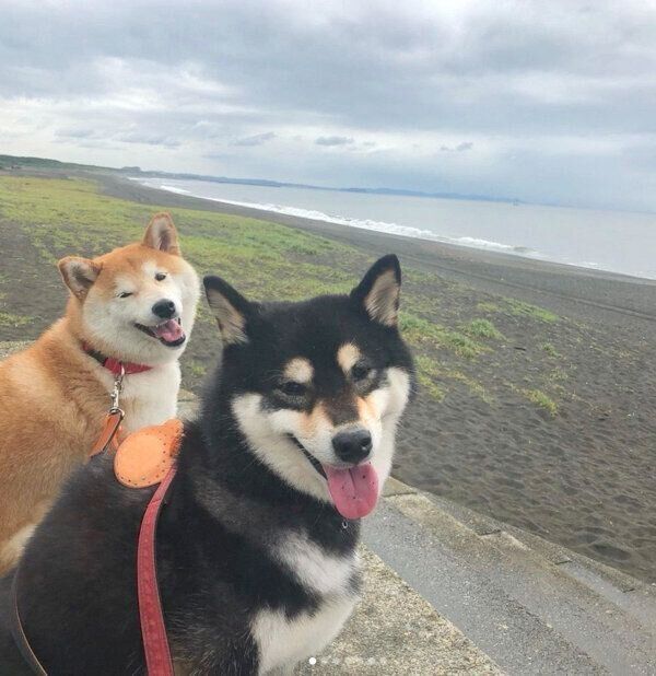 お散歩を楽しむ、はなちゃんとさくちゃん