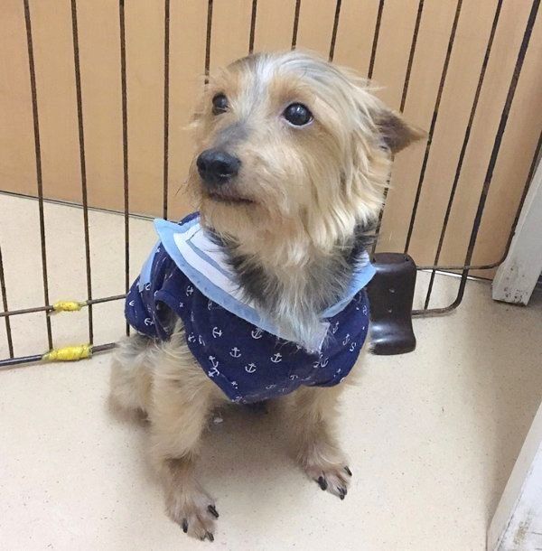 元保護犬・サブレくん