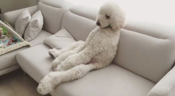 座り方が独特なスタンダードプードル