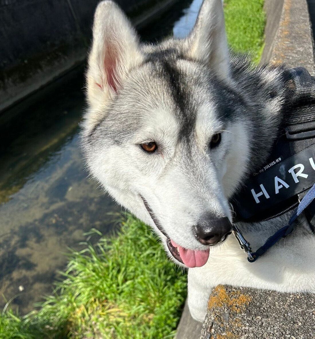 川を眺めるのが大好きなはるくん