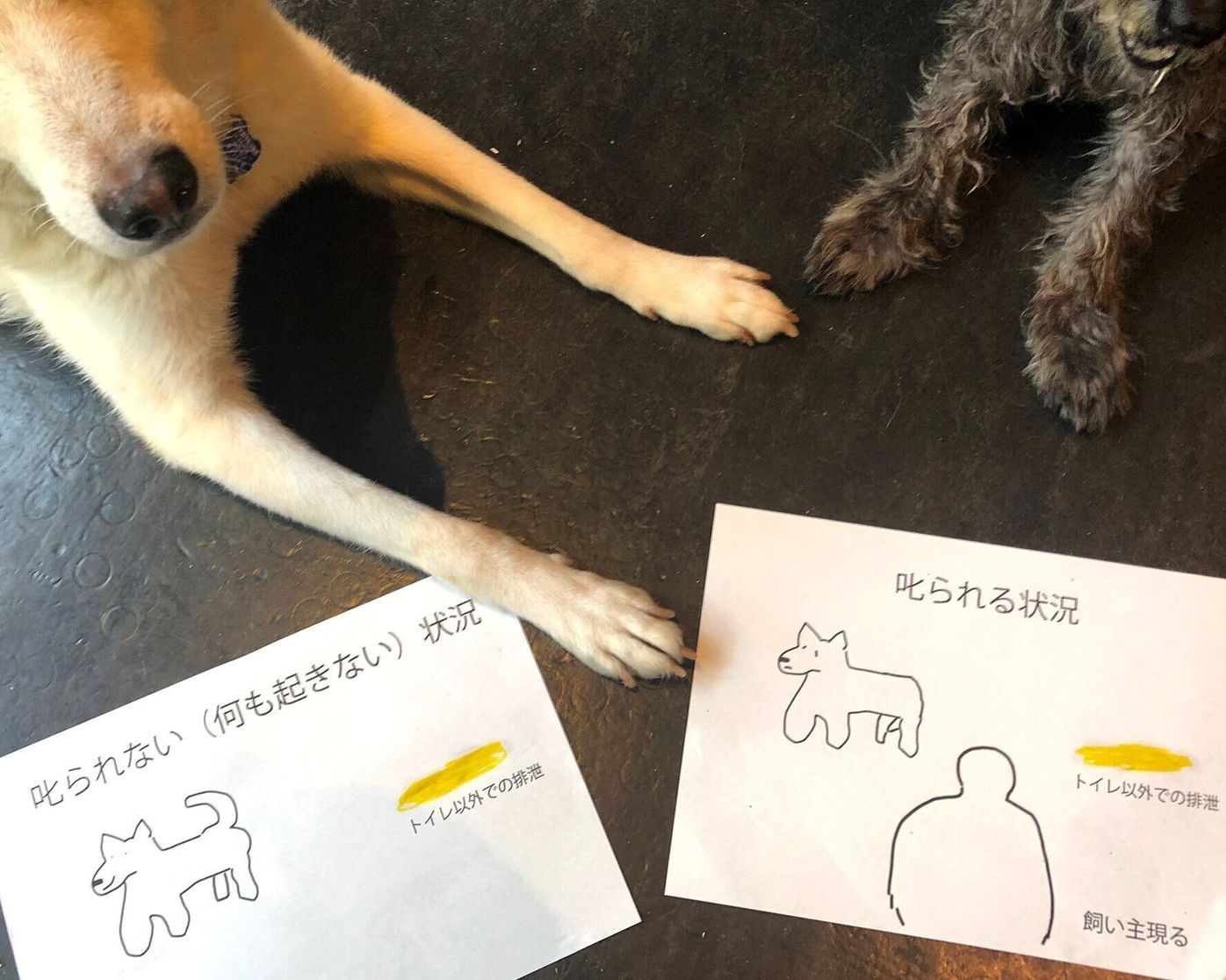 ウチの犬は叱られるのがわかってやっている は本当 連載 西川文二の 犬ってホントは Vol 98 いぬのきもちweb Magazine ウチの犬は叱られるのがわかってやっている は本当 連載 西川文二の 犬ってホントは Vol 98 いぬのきもちweb Magazine