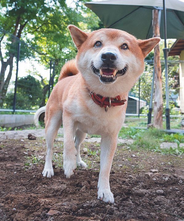 シェルターに来て１年になるコッペくん（推定８才）。市内を放浪していたところを保護されました