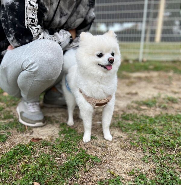 ほかの犬を見つめるぽんちゃん