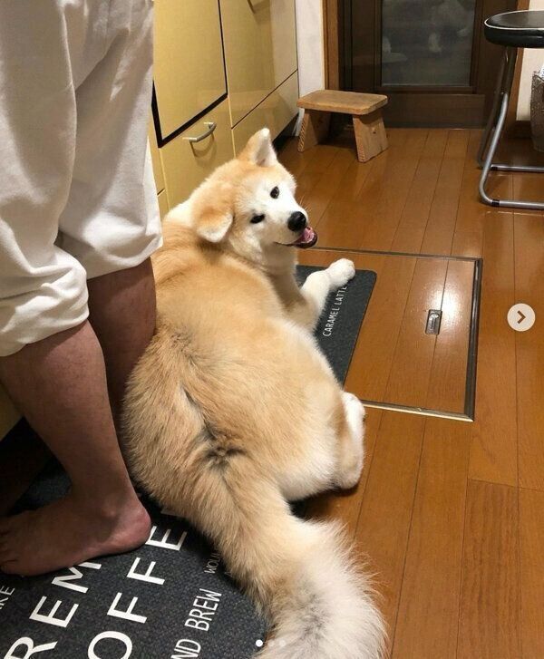 キッチンにいる飼い主さんの足にくっつくらいちゃん