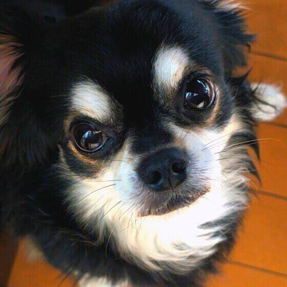 犬がトイレを我慢する理由と対処法 犬はおしっことうんちをどれくらい我慢できる？ いぬのきもち