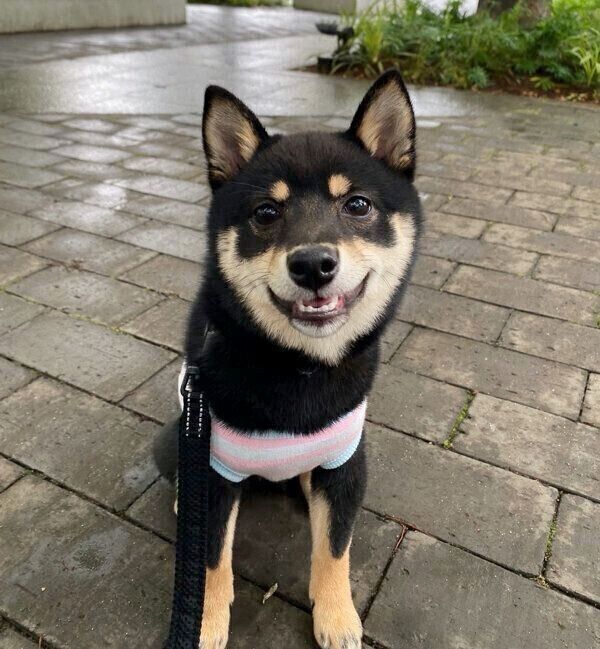 笑顔が可愛いごまちゃん