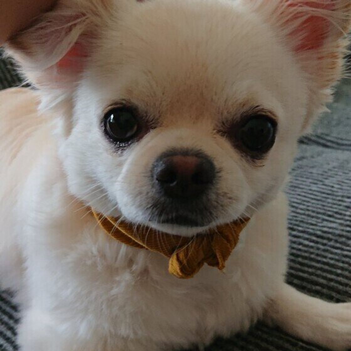 犬の好き 嫌いな音ランキング 傾向を知ってストレスフリーな生活を いぬのきもちweb Magazine 犬の好き 嫌いな音ランキング 傾向を知ってストレスフリーな生活を いぬのきもちweb Magazine