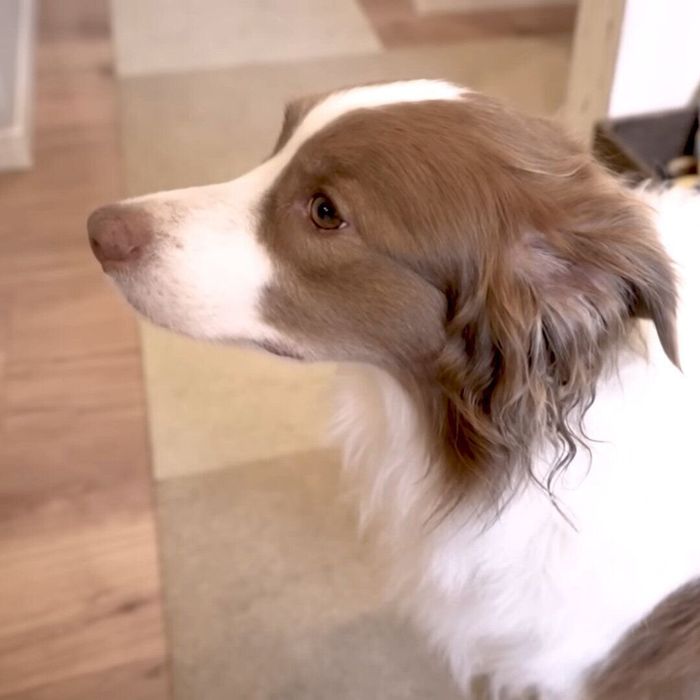 訴えるリーリエちゃん