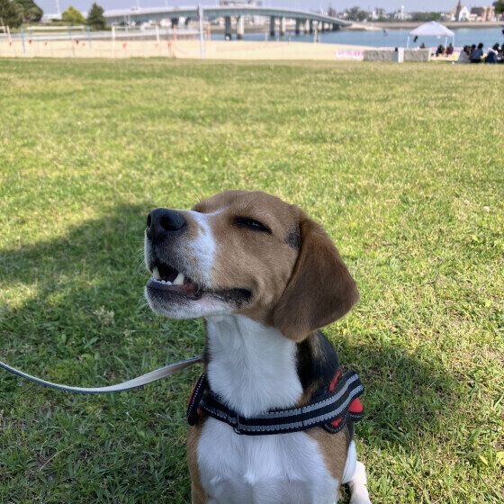 ビーグルのアンディーくん