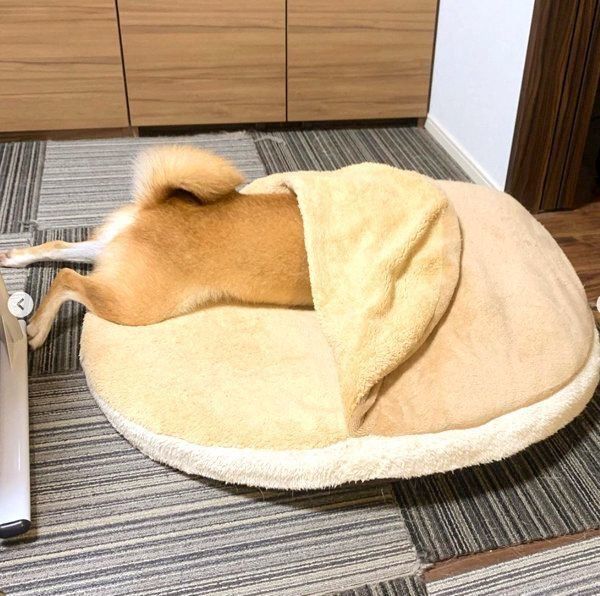 イタズラをする柴犬