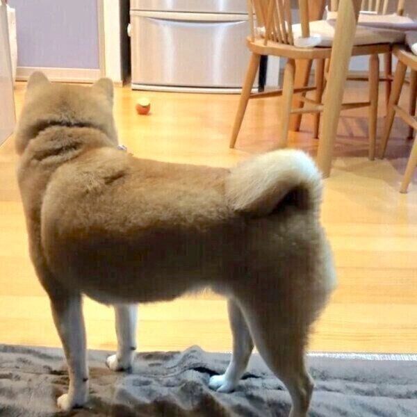 遠くのほうまで飛んでいったボールを見つめるラテくん