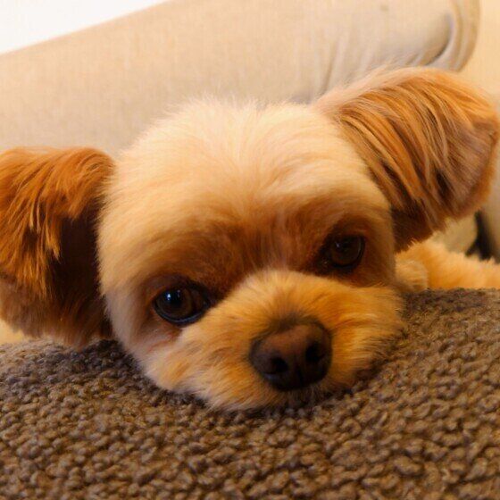 Ｍｉｘ（雑種）小型犬