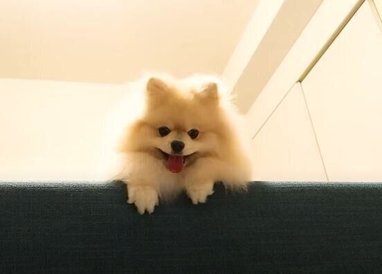 ポメラニアン　モチちゃん