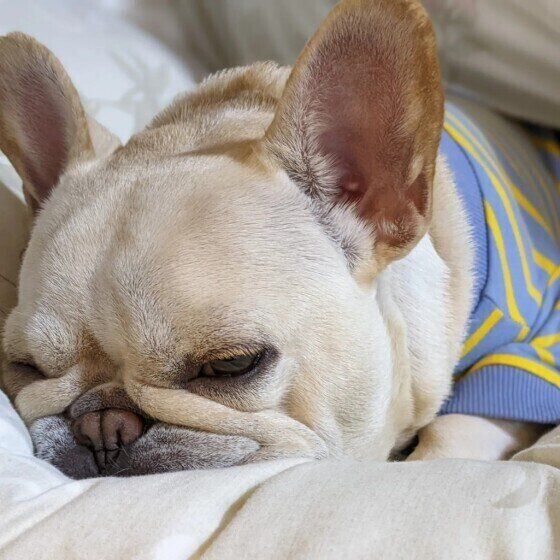 眠るフレンチ・ブルドッグ