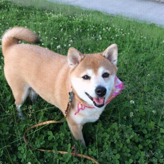 草むらの中で幸せそうな笑顔の柴犬