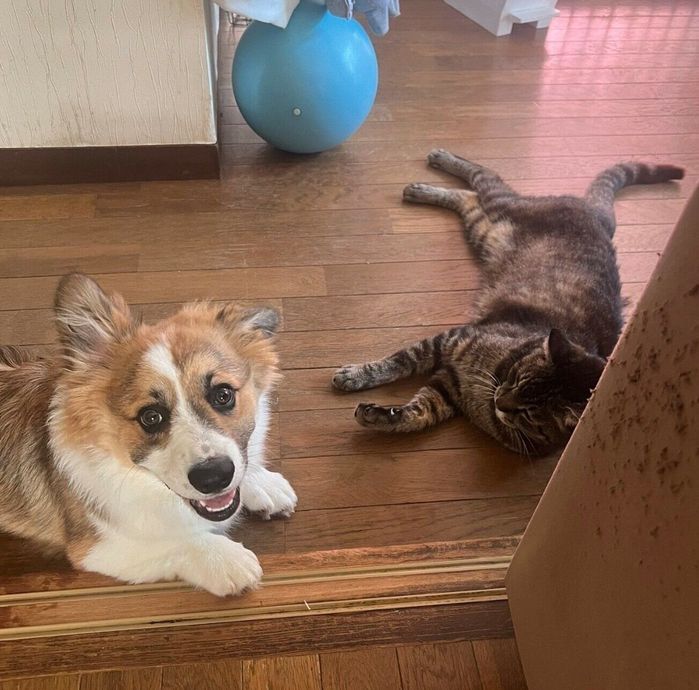 まったりするポテトフライくん、先住猫・へーちゃん