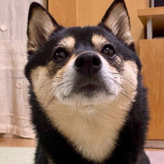 おやつをねだる柴犬